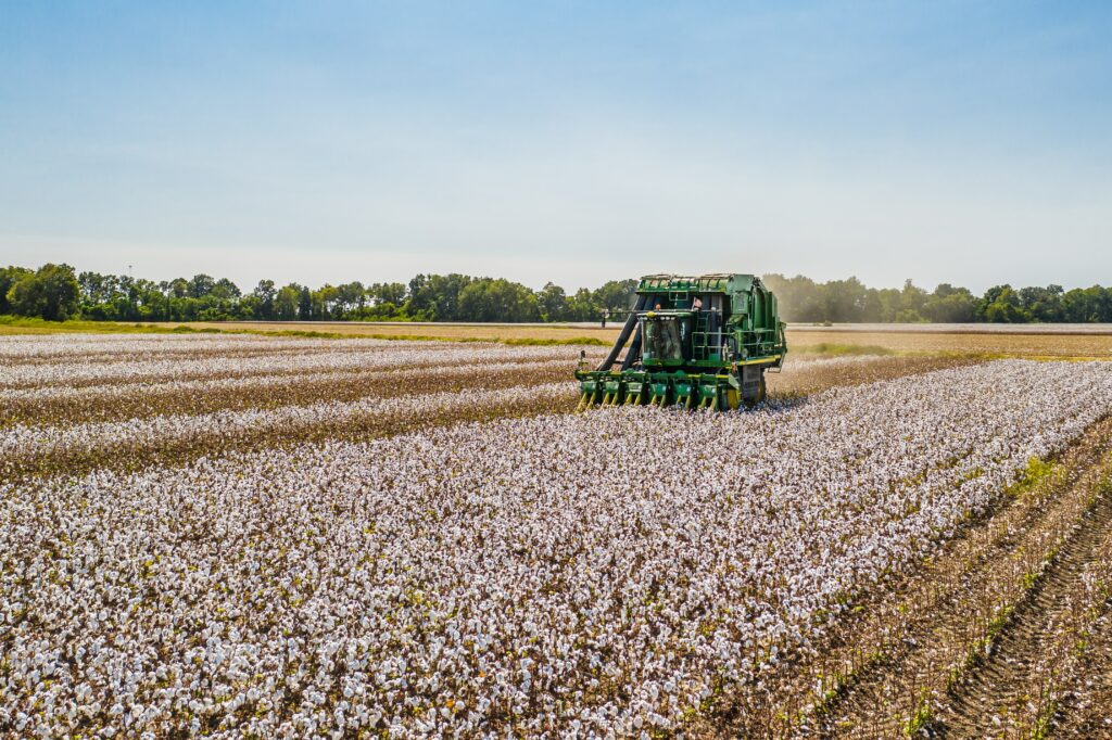 Cotton Candy Festivals And Events